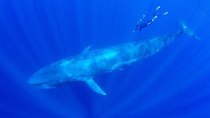 Alastair Miller in conversation with Wildlife Photographer,  Amos Nachoum