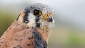 Learn about the diversity of birds with ornithologist Christopher Wood