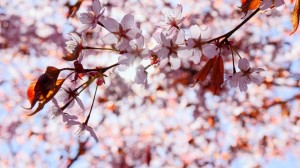 Meditation: Mindfulness with Mona Therese