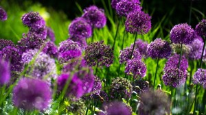 Learn about the language of flowers with guest lecturer Dr. Sandy Primrose