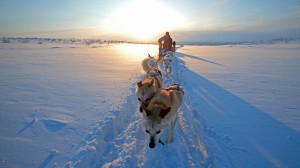 Go behind the sled to discover the challenges and rewards of dog driving in Antarctica with polar expert Nick Cox