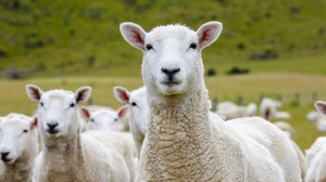 Explore New Zealand’s Manderley Farm with proprietors Ross & Mary Millar