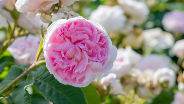 In Highclere Castle’s flower gardens with Lady Carnarvon