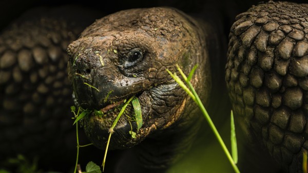 Learn the origins of evolutionary theory with guest lecturer Christopher Bielby