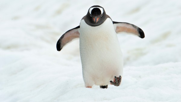 Joost Ouendag discusses his recent expedition to Antarctica