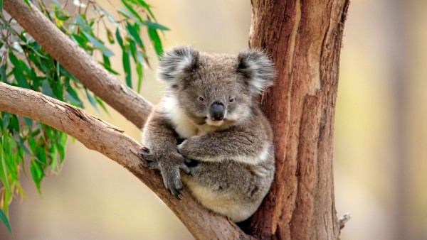 Anne Diamond interviews environmentalist Dr. Susan Graham