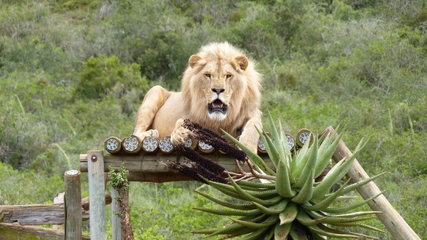 Anne Diamond interviews wildlife expert Will Travers