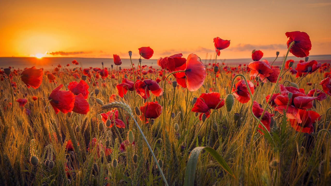 World War I, Ypres campaign with Viking Guest Speaker Anthony Coutts-Britton)