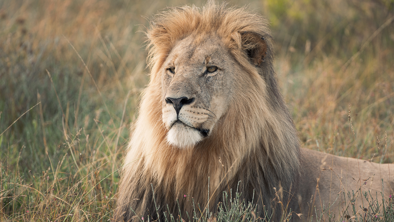 Anne Diamond learns about wildlife conservation with Will Travers of the Born Free Foundation)