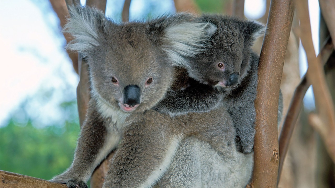 Anne Diamond learns how technology is being used to restore the environment with Dr. Susan Graham, CEO of Dendra Systems)