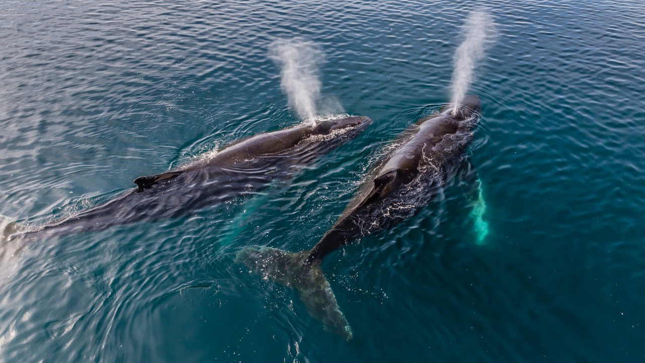 Top 10: incredible experiences to inspire wanderlust in Antarctica)