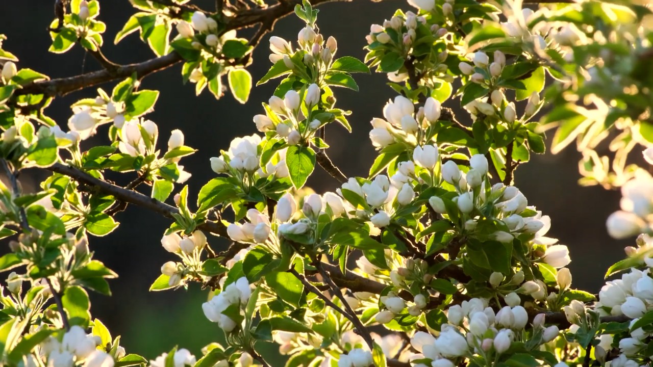 Meditation: Mindfulness with Mona Therese, I Allow Myself)