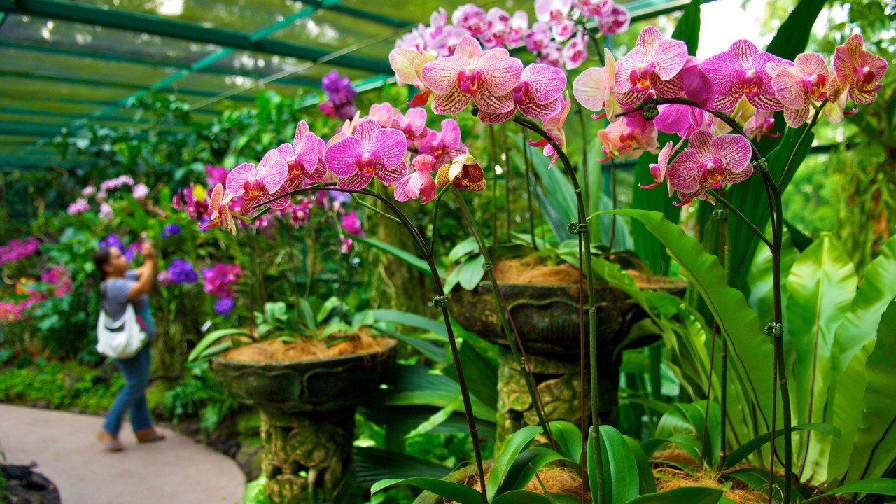 Deepen your appreciation for orchids with biologist Sandy Primrose)