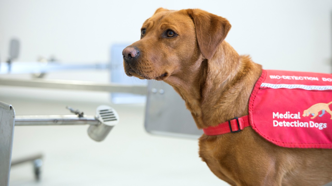 Anne Diamond interviews Co-Founder of Medical Detection Dogs, Dr. Claire Guest)